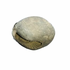 Natural Laxmi Narayan Shaligram Genuine & Very Rare 213 Gram (Lakshmi narayan) - Image 3