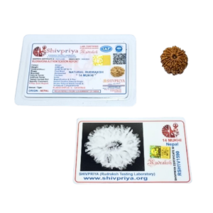 Abhimantrit 14 Mukhi Rudraksha Bead (Nepali) With X-ray Report 4.66 gram & 25.6mm - Image 2
