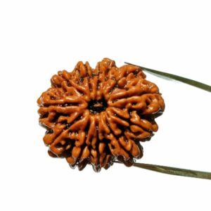 Mantrit (Energized) 11 Mukhi (Nepali) Rudraksha Bead, Affordable & Certified - 26 mm appx with X-Ray Report - Image 3