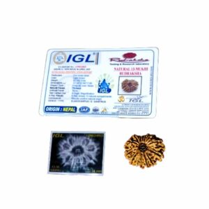 Abhimantrit 13 Mukhi Rudraksha bead With X-ray Report & Certified  27mm & 3.3 gram - Image 2