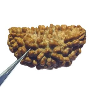 Certified 1 Mukhi Rudraksha One Faced Rudraksha 100% Genuine - Image 3