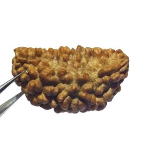 Certified 1 Mukhi Rudraksha One Faced Rudraksha 100% Genuine - Image 2