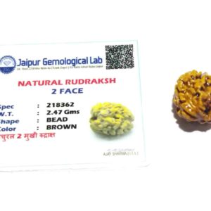 Abhimantrit 2 Mukhi Rudraksha Bead Affordable & Certified - Image 2