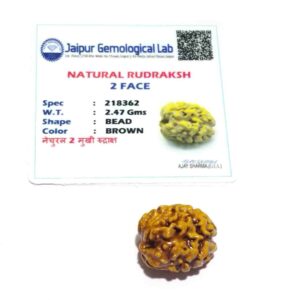 Abhimantrit 2 Mukhi Rudraksha Bead Affordable & Certified - Image 6