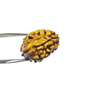 Abhimantrit 2 Mukhi Rudraksha Bead Affordable & Certified - Image 3