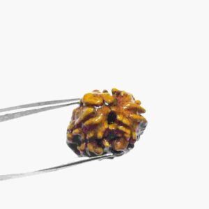 Abhimantrit 2 Mukhi Rudraksha Bead Affordable & Certified - Image 4