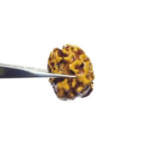 Abhimantrit 2 Mukhi Rudraksha Bead Affordable & Certified - Image 7