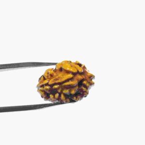 Abhimantrit 2 Mukhi Rudraksha Bead Affordable & Certified - Image 8