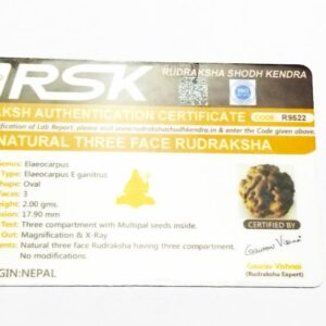 Abhimantrit 3 Mukhi Rudraksha Bead, Affordable & Certified - Image 6