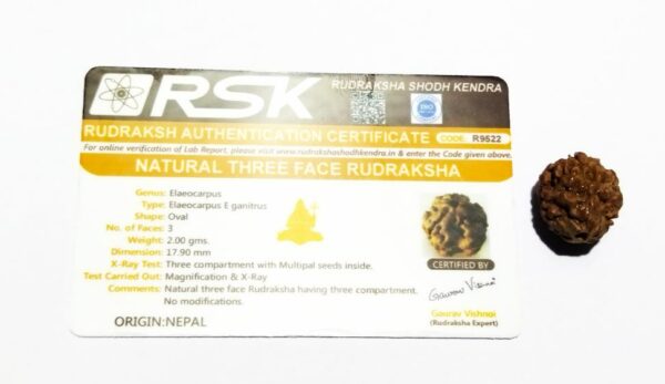 SHIVALOKA 3 Mukhi Rudraksha Original Certified Nepal Origin Brown Bead 15 mm size For Men and Women with Laboratory Report Three Face 