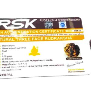 Abhimantrit 3 Mukhi Rudraksha Bead, Affordable & Certified - Image 2