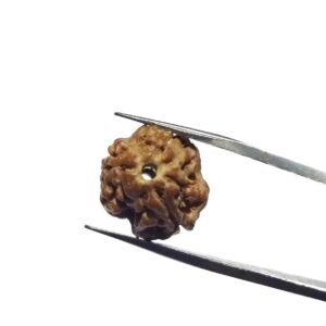 Abhimantrit 3 Mukhi Rudraksha Bead, Affordable & Certified - Image 8