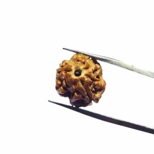 Abhimantrit 3 Mukhi Rudraksha Bead, Affordable & Certified - Image 7