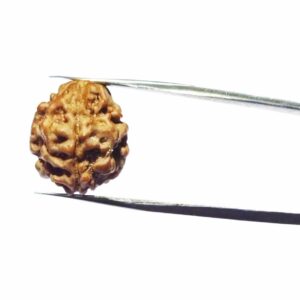 Abhimantrit 3 Mukhi Rudraksha Bead, Affordable & Certified - Image 9