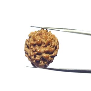 Abhimantrit 3 Mukhi Rudraksha Bead, Affordable & Certified - Image 5