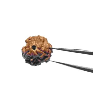 Abhimantrit 3 Mukhi Rudraksha Bead, Affordable & Certified - Image 3
