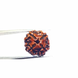 Abhimantrit 4 Mukhi Rudraksha Bead, Affordable & Certified - Image 3