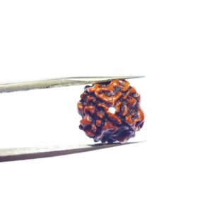 Abhimantrit 4 Mukhi Rudraksha Bead, Affordable & Certified - Image 4