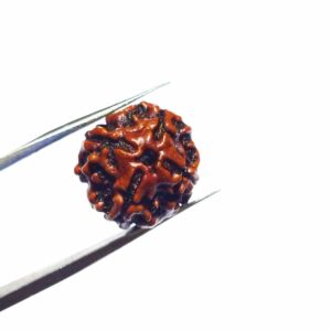 Abhimantrit 4 Mukhi Rudraksha Bead, Affordable & Certified - Image 5