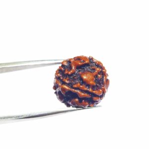 Abhimantrit 4 Mukhi Rudraksha Bead, Affordable & Certified - Image 7