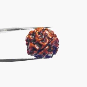 Abhimantrit 4 Mukhi Rudraksha Bead, Affordable & Certified - Image 8