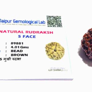 Abhimantrit 5 (Panch) Mukhi Rudraksha Bead Rare, Affordable & Certified - Image 2