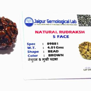 Abhimantrit 5 (Panch) Mukhi Rudraksha Bead Rare, Affordable & Certified - Image 6