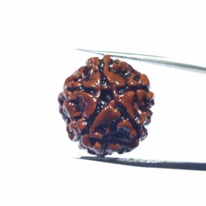 Abhimantrit 5 (Panch) Mukhi Rudraksha Bead Rare, Affordable & Certified - Image 3