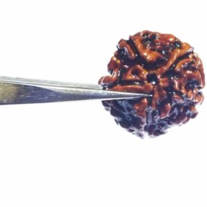 Abhimantrit 5 (Panch) Mukhi Rudraksha Bead Rare, Affordable & Certified - Image 8
