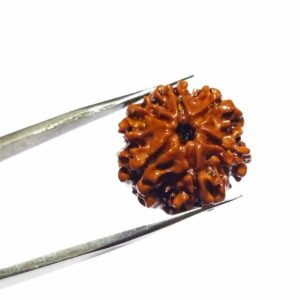 Abhimantrit 6 Mukhi Rudraksha Bead Rare & Affordable Certified - Image 7