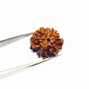 Abhimantrit 6 Mukhi Rudraksha Bead Rare & Affordable Certified - Image 3