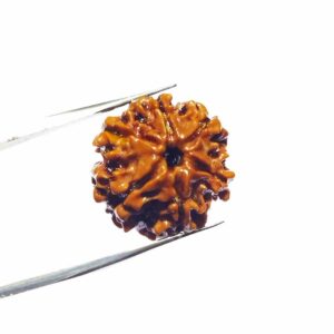 6 Mukhi Rudraksha Bead Genuine, Rare, Cheapest & Certified - Image 5
