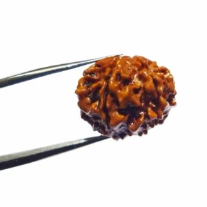 Abhimantrit 6 Mukhi Rudraksha Bead Rare & Affordable Certified - Image 8