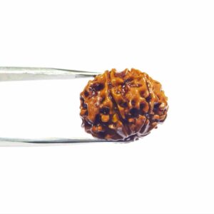 Abhimantrit 6 Mukhi Rudraksha Bead Rare & Affordable Certified - Image 4