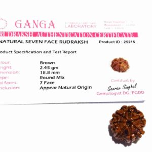 Abhimantrit 7 Mukhi Rudraksha Bead, Affordable & Certified - Image 4