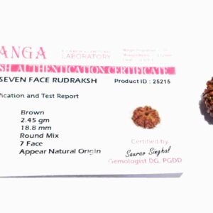 Natural 7 Mukhi Rudraksha Bead, Affordable & Certified - Image 2