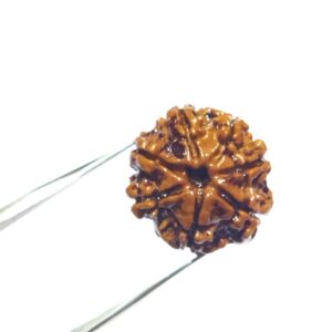 Abhimantrit 7 Mukhi Rudraksha Bead, Affordable & Certified - Image 2