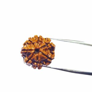 Abhimantrit 7 Mukhi Rudraksha Bead, Affordable & Certified - Image 5