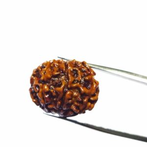 Abhimantrit 7 Mukhi Rudraksha Bead, Affordable & Certified - Image 3