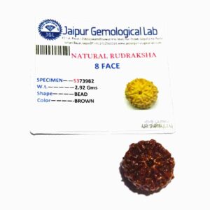 Abhimantrit 8 Mukhi Rudraksha Bead Rare, Affordable & Certified - Image 6
