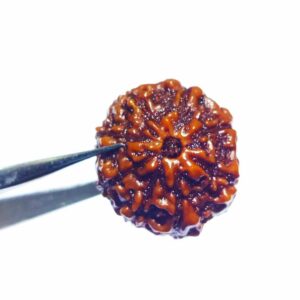 Abhimantrit 8 Mukhi Rudraksha Bead Rare, Affordable & Certified - Image 3