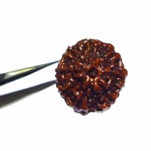 Abhimantrit 8 Mukhi Rudraksha Bead Rare, Affordable & Certified - Image 4