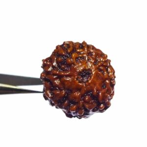 Original 8 Mukhi Rudraksha Bead Rare, Affordable & Certified - Image 4