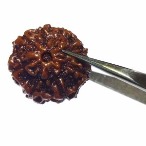 Abhimantrit 8 Mukhi Rudraksha Bead Rare, Affordable & Certified - Image 5