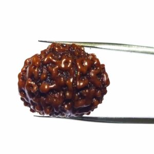 Abhimantrit 8 Mukhi Rudraksha Bead Rare, Affordable & Certified - Image 7