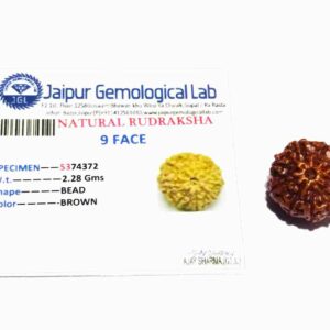 Natural 9 Mukhi Rudraksha Bead, Affordable & Certified  2.25 Gram - Image 2