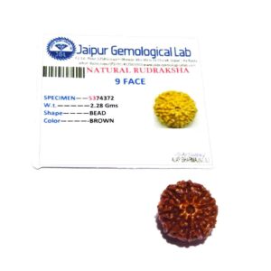 Natural 9 Mukhi Rudraksha Bead, Affordable & Certified  2.25 Gram - Image 6