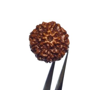 Natural 9 Mukhi Rudraksha Bead, Affordable & Certified  2.25 Gram - Image 3