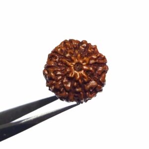 Abhimantrit 9 Mukhi Rudraksha Bead, Affordable & Certified 2.25 Gram - Image 4