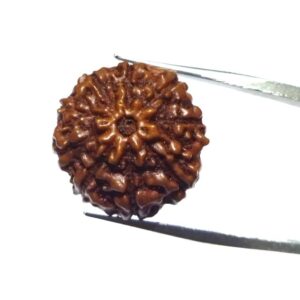 Natural 9 Mukhi Rudraksha Bead, Affordable & Certified  2.25 Gram - Image 4